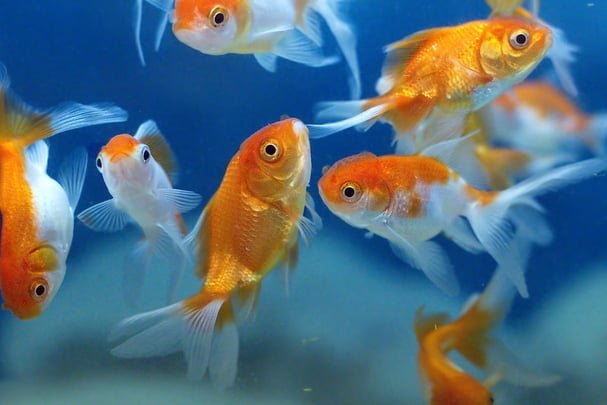 goldfish food