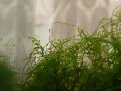 Java moss