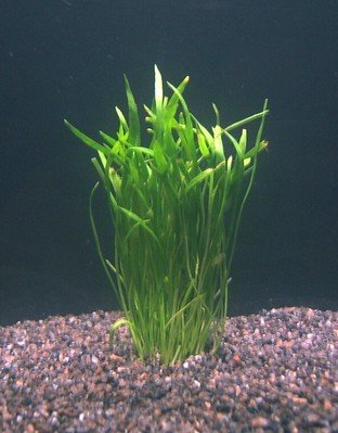 Lilaeopsis brasiliensis