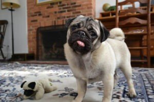 Vodafone Dog Pug Breed Info and Price in India | PetBuddy