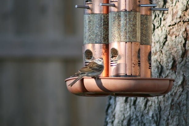 best sparrow food