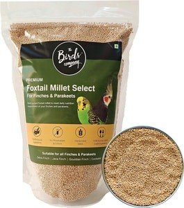 foxtail millet for birds