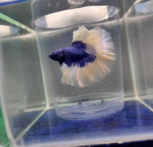 blue betta fish