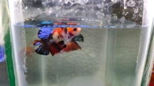 Multicolor koi plakat