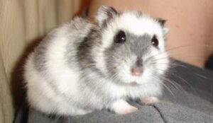 dwarf hamster for sale