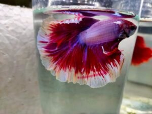 salamandar betta fish