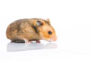 syrian hamsters for sale