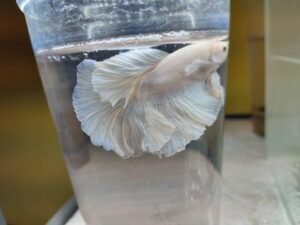 white betta fiah