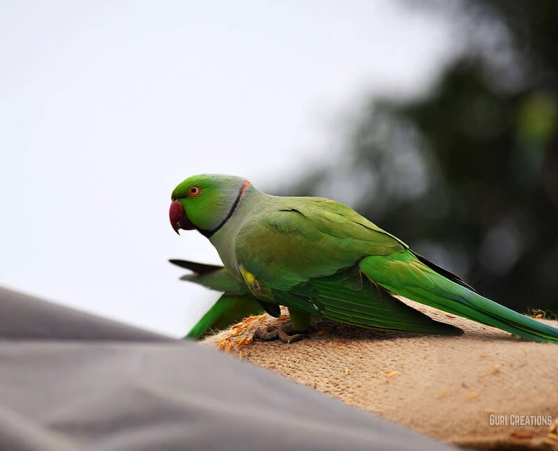 Indian Ring-necked Green Parrot Food List - PetBuddy